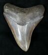 Serrated, Coffee Colored Megalodon Tooth #21722-2